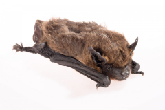 Breitflügelfledermaus (Eptesicus serotinus)