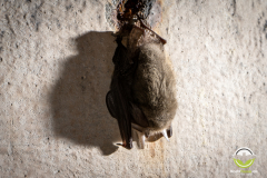 20220304_Graues-Langohr_Plecotus-austriacus_Christian-Giese_DSC0419