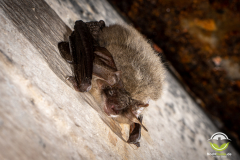 20220304_Graues-Langohr_Plecotus-austriacus_Christian-Giese_DSC0423