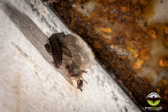20220304_Graues-Langohr_Plecotus-austriacus_Christian-Giese_DSC0425