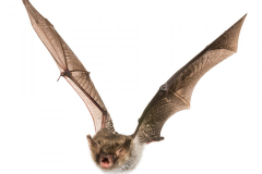 Fransenfledermaus (Myotis nattereri)