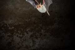 Fransenfledermaus (Myotis nattereri)