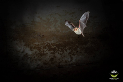 Fransenfledermaus (Myotis nattereri)