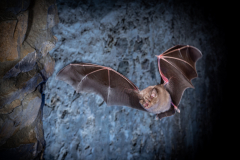 Große Hufeisennase (Rhinolophus ferrumequinum)