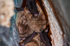 Langflügelfledermaus (Miniopterus schreibersii)