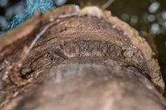 Mopsfledermaus (Barbastella barbastellus)