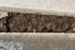 Mopsfledermaus (Barbastella barbastellus)