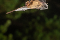Mückenfledermaus (Pipistrellus pygmaeus)