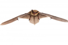 Mückenfledermaus (Pipistrellus pygmaeus)