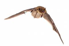 Mückenfledermaus (Pipistrellus pygmaeus)