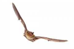 Mückenfledermaus (Pipistrellus pygmaeus)