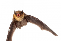 Mückenfledermaus (Pipistrellus pygmaeus)