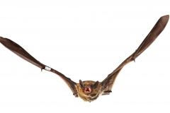 Mückenfledermaus (Pipistrellus pygmaeus)