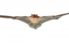 Mückenfledermaus (Pipistrellus pygmaeus)