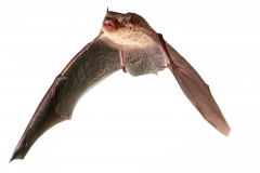 Mückenfledermaus (Pipistrellus pygmaeus)