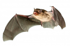 Mückenfledermaus (Pipistrellus pygmaeus)
