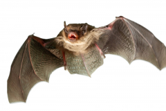 Mückenfledermaus (Pipistrellus pygmaeus)