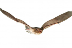 Mückenfledermaus (Pipistrellus pygmaeus)