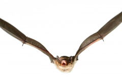 Mückenfledermaus (Pipistrellus pygmaeus)