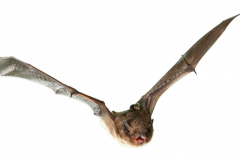 Mückenfledermaus (Pipistrellus pygmaeus)