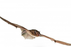 Mückenfledermaus (Pipistrellus pygmaeus)