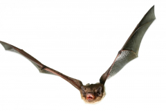 Mückenfledermaus (Pipistrellus pygmaeus)