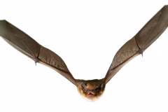 Mückenfledermaus (Pipistrellus pygmaeus)