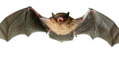 Mückenfledermaus (Pipistrellus pygmaeus)
