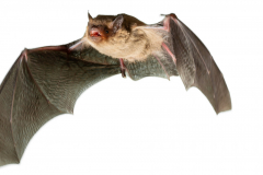 Mückenfledermaus (Pipistrellus pygmaeus)