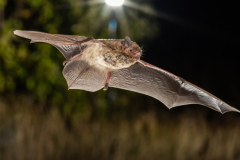 Mückenfledermaus (Pipistrellus pygmaeus)