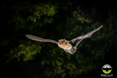 20220825_Mueckenfledermaus_Pipistrellus-pygmaeus_Christian-Giese_DSC5039