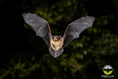 20220826_Mueckenfledermaus_Pipistrellus-pygmaeus_Christian-Giese_DSC5127