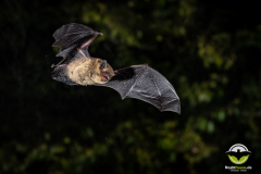 20220826_Mueckenfledermaus_Pipistrellus-pygmaeus_Christian-Giese_DSC5130
