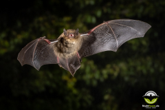20220826_Mueckenfledermaus_Pipistrellus-pygmaeus_Christian-Giese_DSC5135