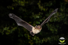 20220826_Mueckenfledermaus_Pipistrellus-pygmaeus_Christian-Giese_DSC5138