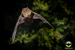 20220826_Mueckenfledermaus_Pipistrellus-pygmaeus_Christian-Giese_DSC5146