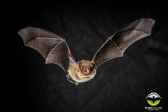 20220826_Mueckenfledermaus_Pipistrellus-pygmaeus_Christian-Giese_DSC5240