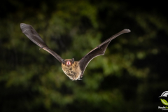20220826_Mueckenfledermaus_Pipistrellus-pygmaeus_Christian-Giese_DSC5243