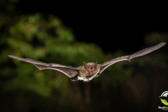 20220826_Mueckenfledermaus_Pipistrellus-pygmaeus_Christian-Giese_DSC5246