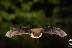 20220826_Mueckenfledermaus_Pipistrellus-pygmaeus_Christian-Giese_DSC5248