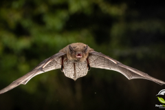 20220827_Mueckenfledermaus_Pipistrellus-pygmaeus_Christian-Giese_DSC5254