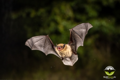 20220827_Mueckenfledermaus_Pipistrellus-pygmaeus_Christian-Giese_DSC5322