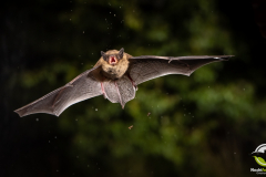 20220828_Mueckenfledermaus_Pipistrellus-pygmaeus_Christian-Giese_DSC5347