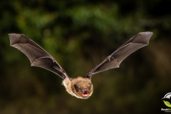 20220828_Mueckenfledermaus_Pipistrellus-pygmaeus_Christian-Giese_DSC5348