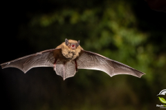 20220828_Mueckenfledermaus_Pipistrellus-pygmaeus_Christian-Giese_DSC5349