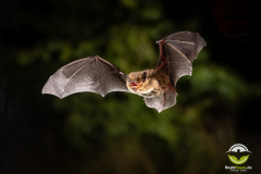 20220828_Mueckenfledermaus_Pipistrellus-pygmaeus_Christian-Giese_DSC5353
