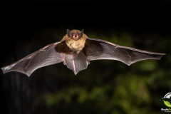 20220828_Mueckenfledermaus_Pipistrellus-pygmaeus_Christian-Giese_DSC5357