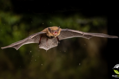 20220828_Mueckenfledermaus_Pipistrellus-pygmaeus_Christian-Giese_DSC5359