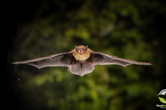 20220829_Mueckenfledermaus_Pipistrellus-pygmaeus_Christian-Giese_DSC5448