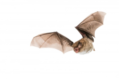 Wasserfledermaus (Myotis daubentonii)